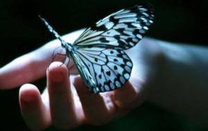 KELEBEĞİN HİKAYESİ