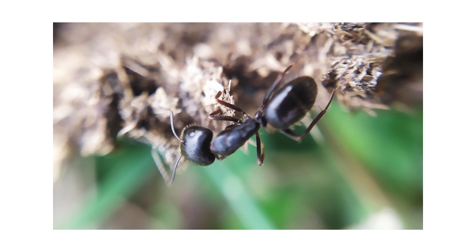 Karınca'nın Hikâyesi