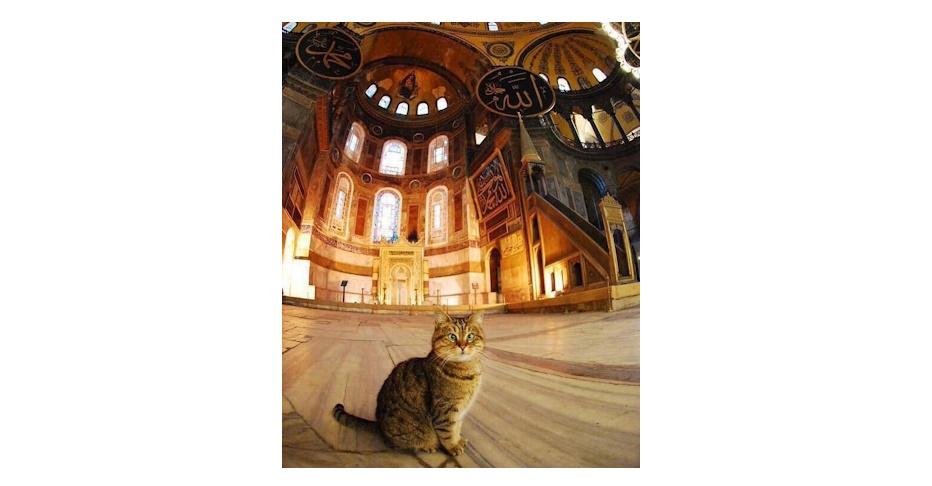 Hz. Muhammed, kedisi&nbsp;Müezza